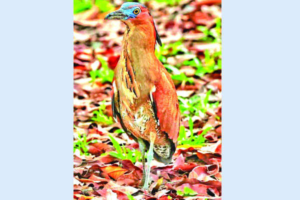 রাঙামাটিতে বিরল প্রজাতির নাইট হিরণ উদ্ধার