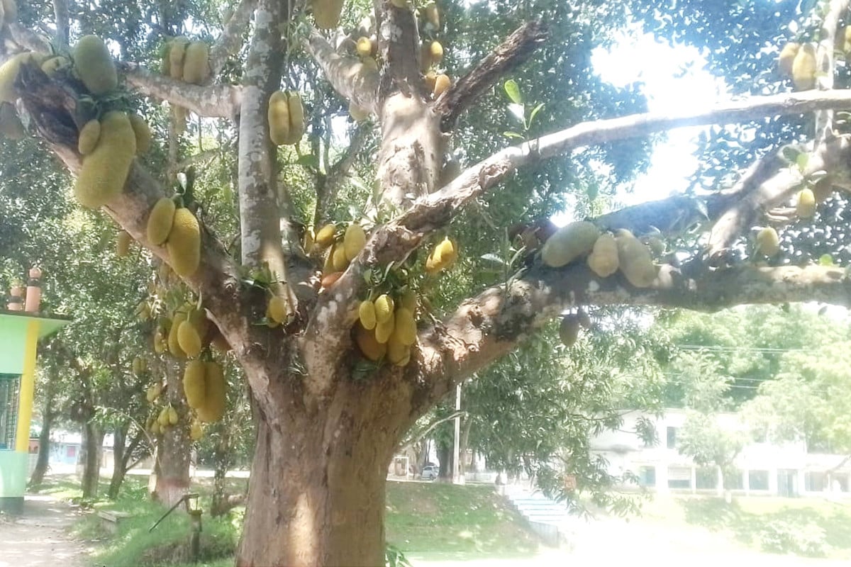 গ্রামীণ জনপদে গাছে গাছে ঝুলছে রসালো ফল কাঁঠাল