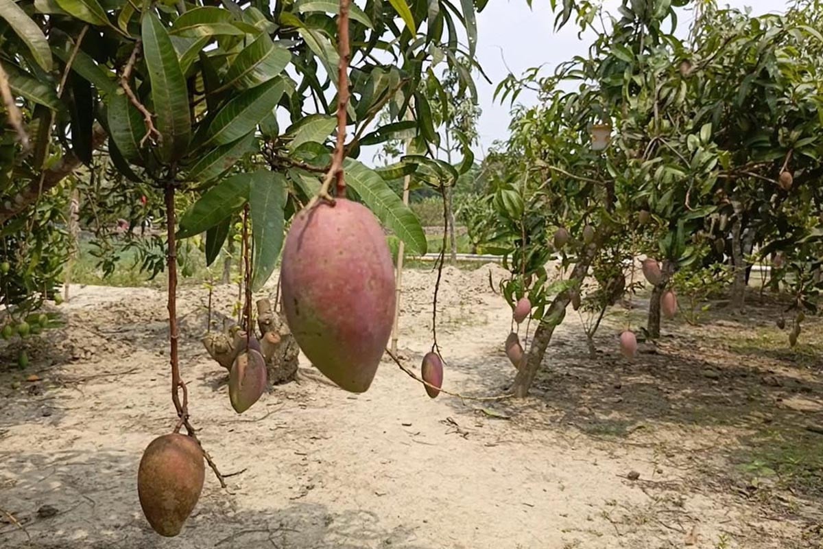 বাগেরহাটে এক বাগানেই বিদেশি ৫০ জাতের আম