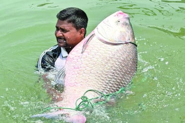 এক কাতলার দাম ৫৭ হাজার টাকা