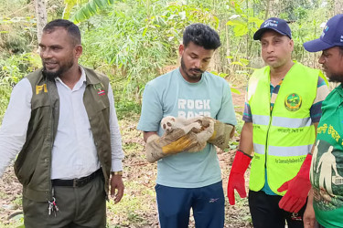 খাগড়াছড়িতে জখম অবস্থায় বিপন্ন লজ্জাবতী বানর উদ্ধার