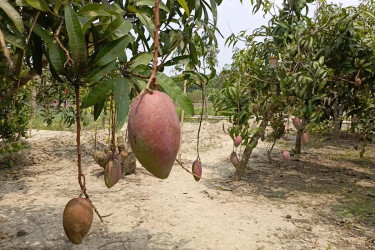 বাগেরহাটে এক বাগানেই বিদেশি ৫০ জাতের আম