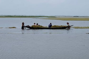 ছোটবড় ১৫টি হাওর এখন পানির নিচে, ধান তোলার নিরলস প্রচেষ্টা কৃষকের