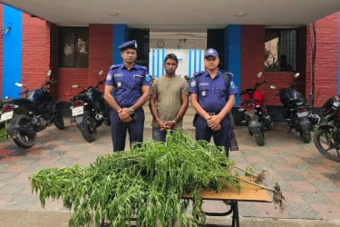 মুন্সীগঞ্জে চাষ করা গাঁজা গাছসহ যুবক আটক