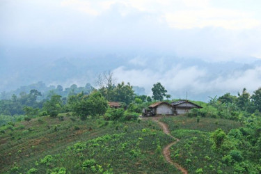 পাহাড়ে বন্য শূকরের আক্রমণে নারী গুরুতর আহত