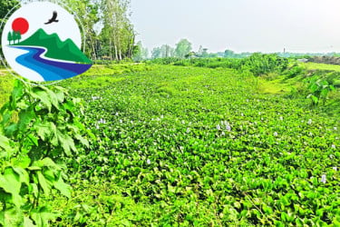 শ্রীমঙ্গলের গোপলা নদী অবহেলায় মরে যাচ্ছে