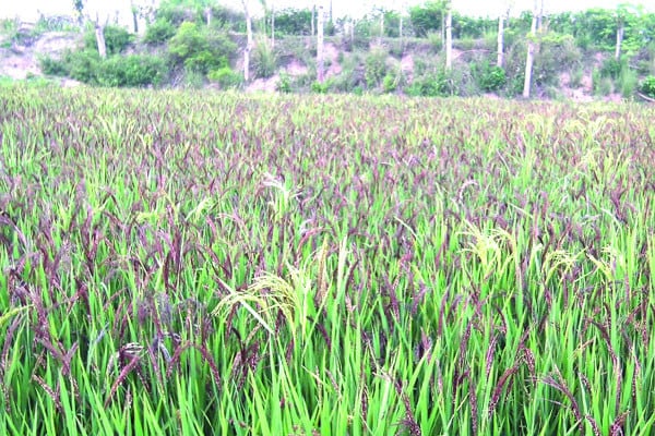 ব্ল্যাক রাইস চাষে বাজিমাত
