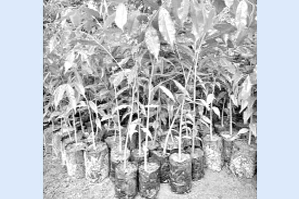 ২৫ কোটি গাছে বদলে যাবে দেশ