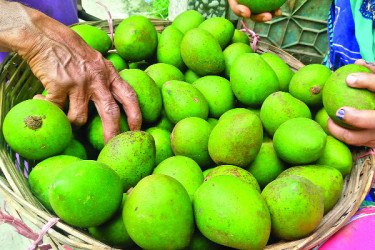 হাঁড়িভাঙা আমের আচার তৈরিতে ব্যস্ত গৃহিণীরা