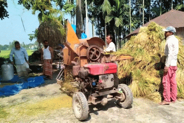 ধানের ফলনে খুশি, দামে হতাশ লালমনিরহাটের চাষিরা