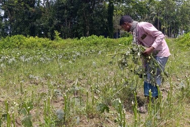 বিশ্বনাথে রাতের আঁধারে কৃষকের ফসল নষ্ট করল দুর্বৃত্তরা