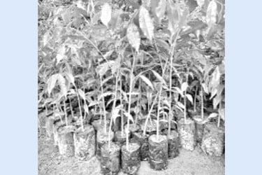 ২৫ কোটি গাছে বদলে যাবে দেশ