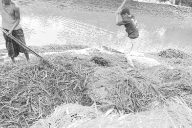 ঋণে দিশাহারা প্রান্তিক চাষিরা