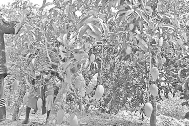 এক বাগানেই বিদেশি ৫০ জাতের আম