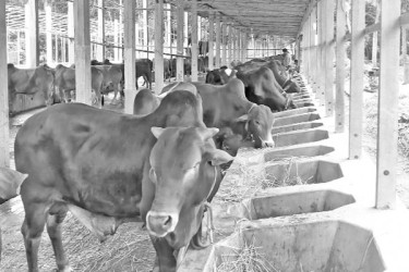 ঈদুল আজহা, প্রস্তুত ৪১ হাজার গবাদি পশু