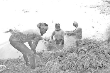 জলমগ্ন ১৫০০ বিঘার ধান