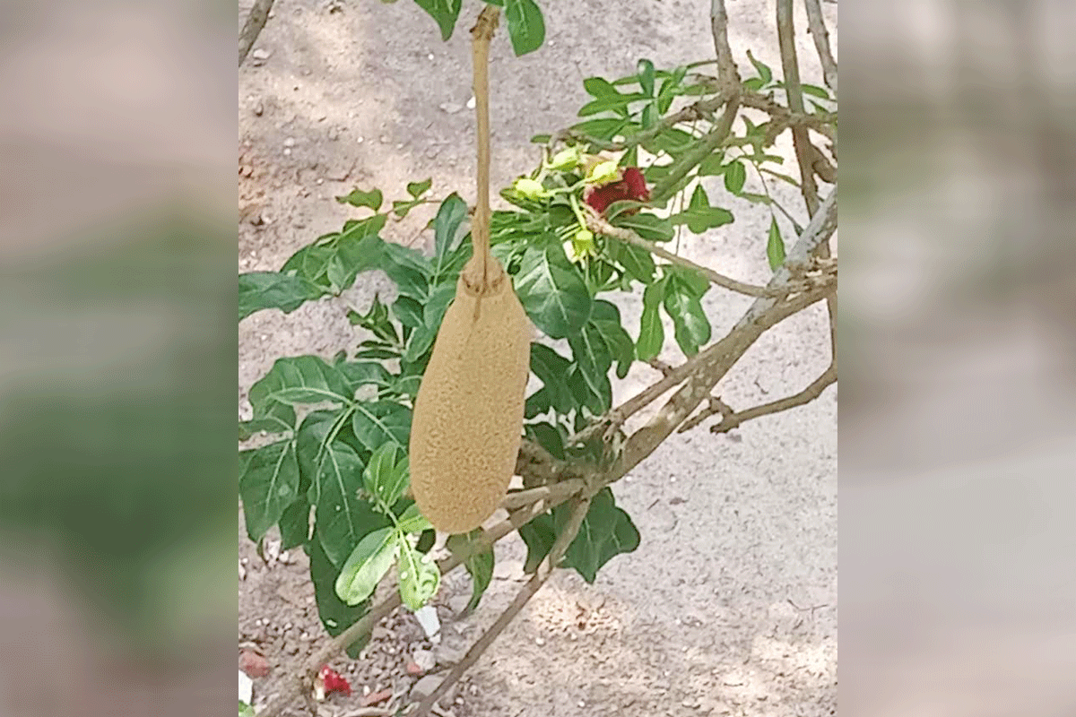 দুর্লভ কাইজেলিয়ার নতুন প্রজন্মে ডালে দোল খাচ্ছে অদ্ভুত আকৃতির ফল