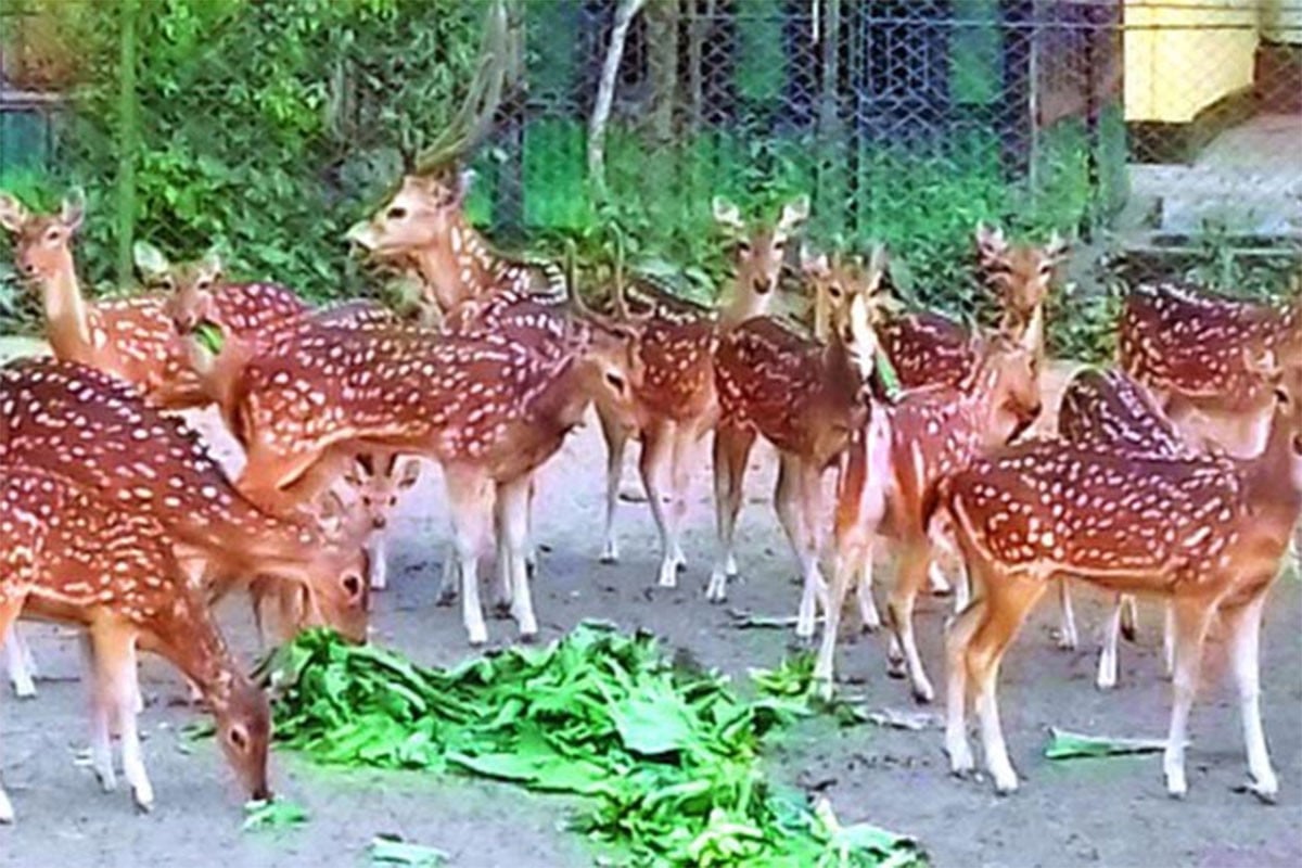 হরিণ বিক্রির ঘোষণা, কেনা যাবে ৫০ হাজার টাকায়