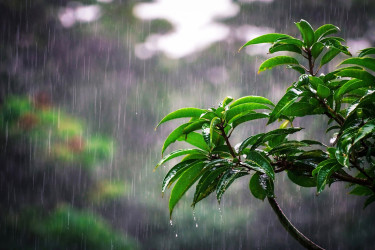 ৪ জেলার জন্য সতর্কবার্তা, বৃষ্টির শঙ্কা