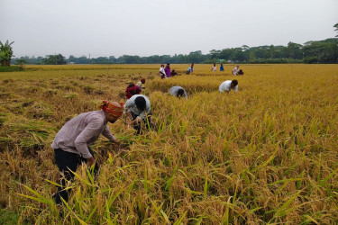 কোটালীপাড়ায় অগ্নিকাণ্ডে ক্ষতিগ্রস্ত কৃষকের জমির ধান কেটে দিল ছাত্রদল