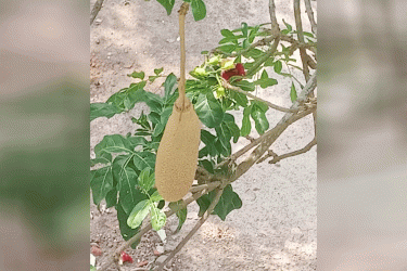 দুর্লভ কাইজেলিয়ার নতুন প্রজন্মে ডালে দোল খাচ্ছে অদ্ভুত আকৃতির ফল