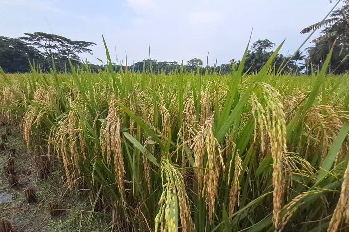 চাঁদপুরের দুটি সেচ প্রকল্পে বোরো ধানের বাম্পার ফলন