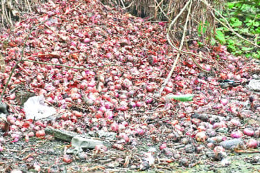 পচে যাচ্ছে পিঁয়াজ