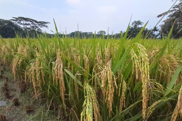 চাঁদপুরের দুটি সেচ প্রকল্পে বোরো ধানের বাম্পার ফলন