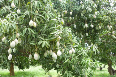 রাজশাহীর কোন আম কবে বাজারে আসবে, সময়সূচি ঘোষণা
