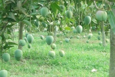 ২২ মে থেকে নওগাঁয় আম সংগ্রহ শুরু