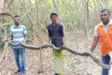 ধানখেত থেকে ১৩ ফুট লম্বা অজগর উদ্ধার, সুন্দরবনে অবমুক্ত