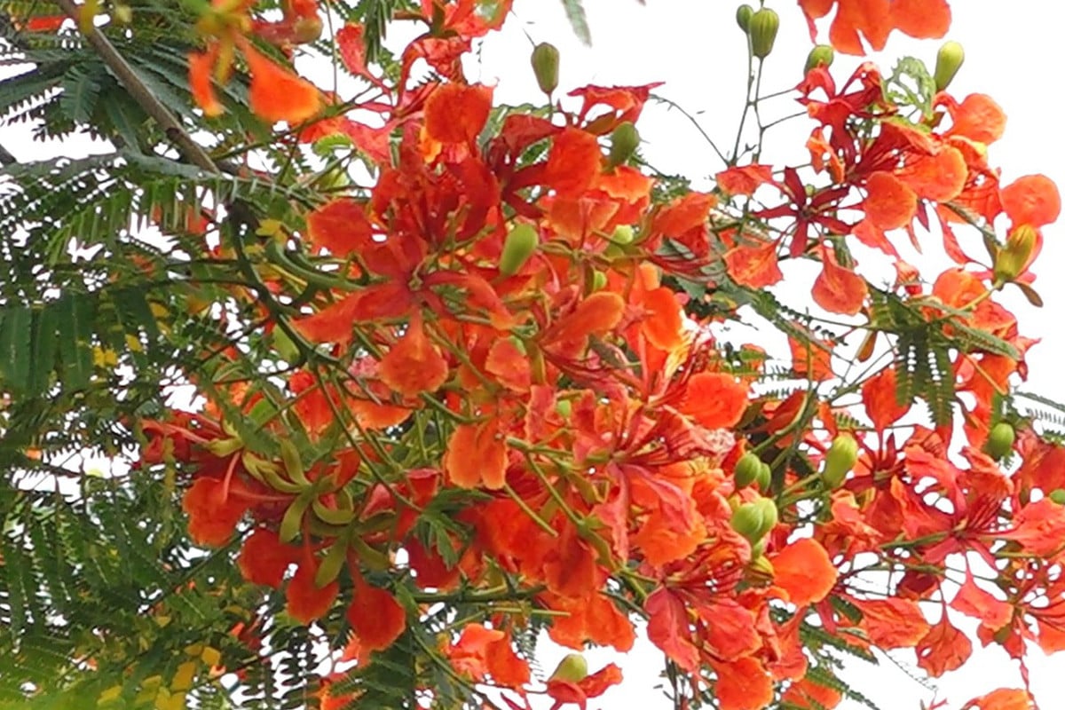 রক্তিম কৃষ্ণচূড়া, হলদে সোনালু আর বেগুনি জারুলে নতুন রূপে সেজেছে ঢাকা