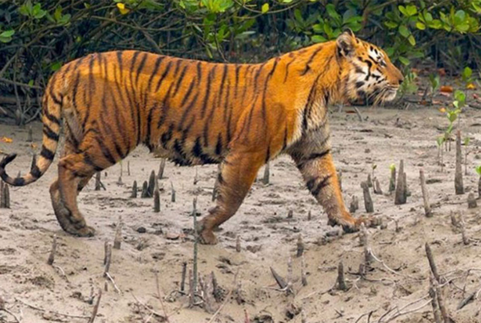 সুন্দরবনে বাঘের আক্রমণে মৌয়াল আহত