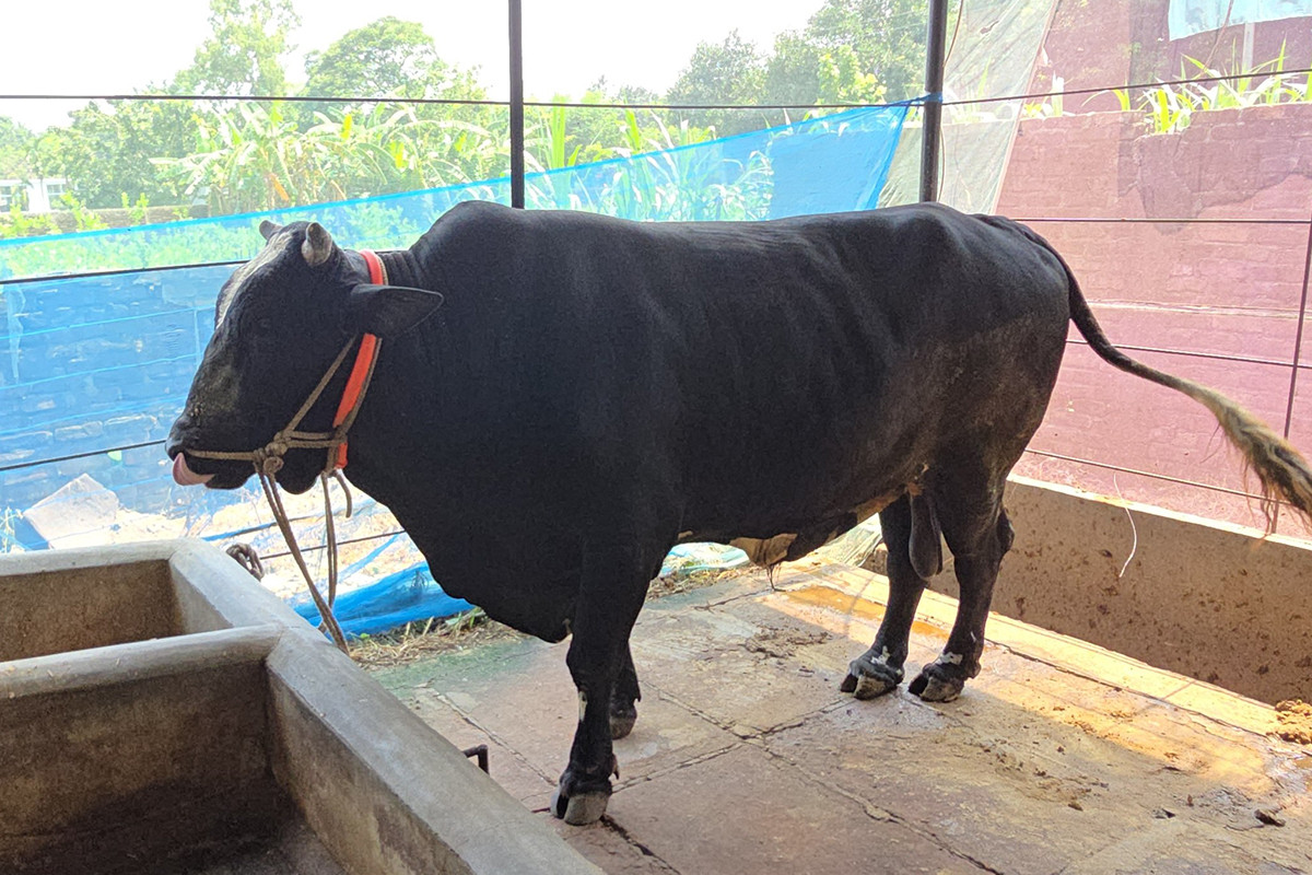 ব্যস্ত নরসিংদীর খামারিরা, ১২০০ কেজির ‘কালা মানিক’ কিনলেই খাসি ফ্রি