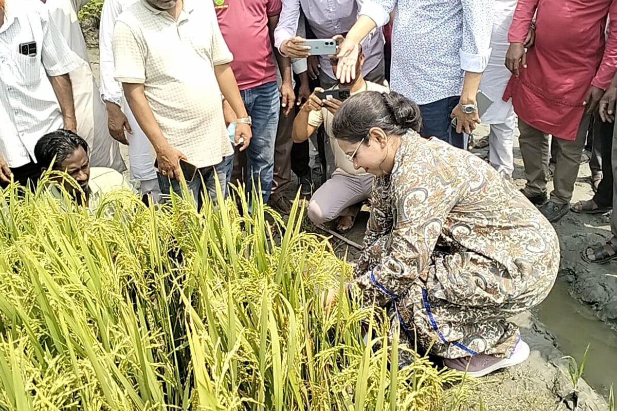 কৃষকের সঙ্গে ধান কাটলেন এমপি প্রিয়াঙ্কা