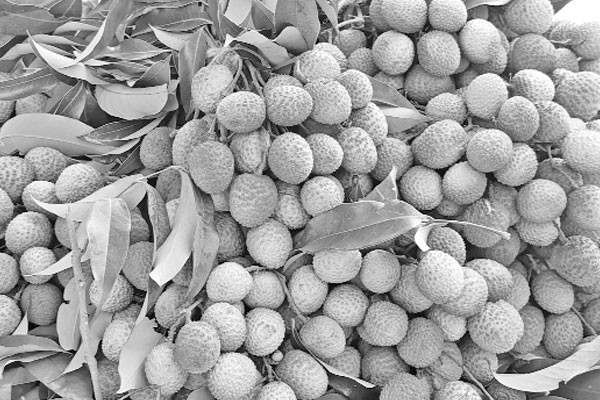 বাজারে অপরিপক্ব লিচু