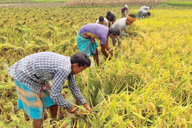কৃষকের সোনালি ঝিলিক