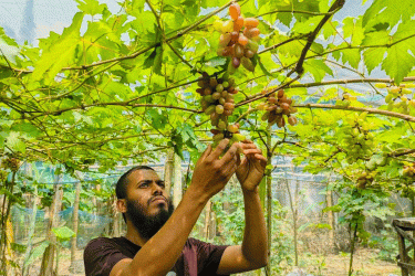 গার্মেন্টসের জমানো টাকায় আঙুর চাষ, এখন তিনি সফল উদ্যোক্তা