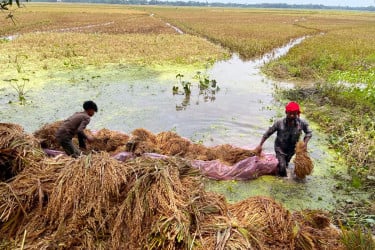 হাওরের ধান কাটা শেষের পথে, ক্ষতিগ্রস্ত এক-চতুর্থাংশ ফসল