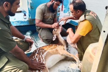 সুন্দরবনে দুইটি হরিণ উদ্ধার, বনে অবমুক্ত