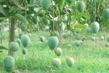 চাঁপাইনবাবগঞ্জে পরিপক্ব হলেই আম বাজারে নেওয়া যাবে
