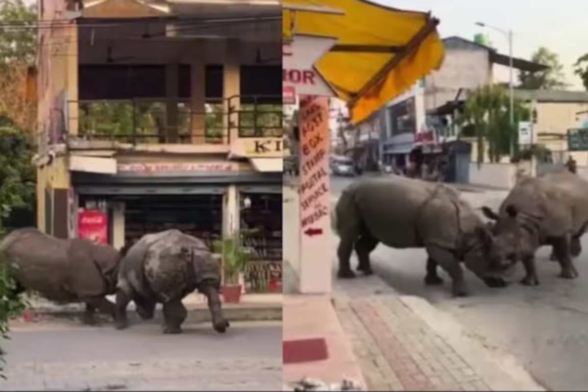 দুই গণ্ডারের মুখোমুখি সংঘর্ষ ধরা পড়ল ক্যামেরায়