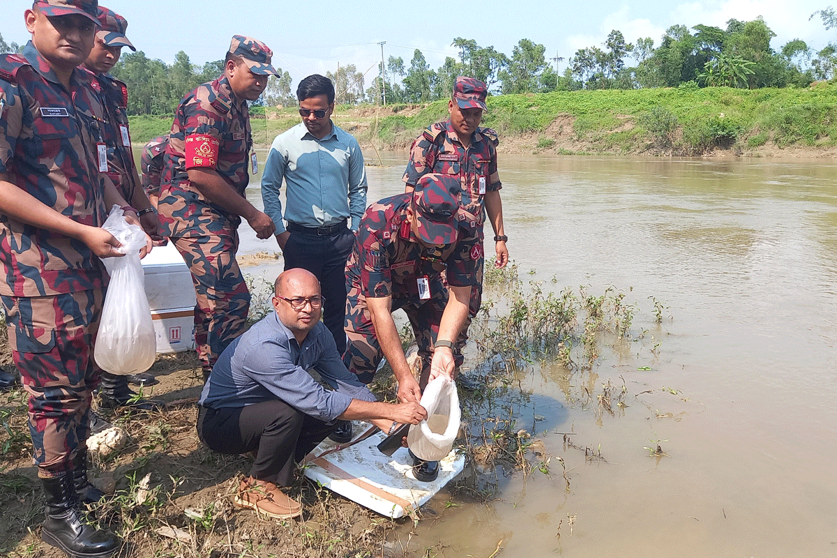 হবিগঞ্জে দুই কোটি টাকার ভারতীয় গলদা চিংড়ির রেণু পোনা জব্দ