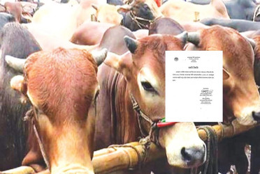 সিদ্ধিরগঞ্জে দুই ওয়ার্ডের অস্থায়ী পশুর হাটের ইজারা স্থগিত