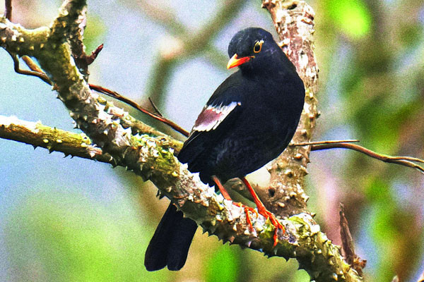 দুর্লভ ধূসর ডানাকালো দামা