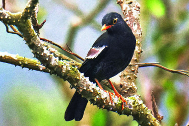 দুর্লভ ধূসর ডানাকালো দামা