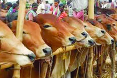 বরিশালে কোরবানির পশুর সংকট নেই