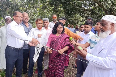 চুয়াডাঙ্গায় আম সংগ্রহ শুরু