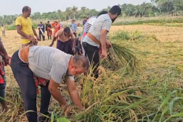 বিধবার জমির ধান কেটে দিলেন এমপি জিলানী
