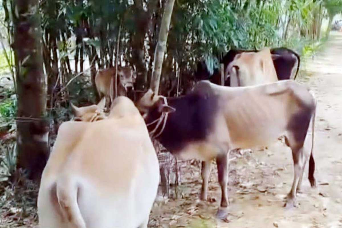 হবিগঞ্জ সীমান্তে ৬ ভারতীয় গরু জব্দ